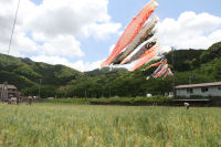 田んぼをつかった花畑