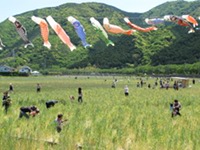 那賀花畑花摘み