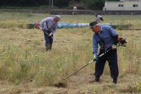 田んぼをつかった花畑刈取り作業