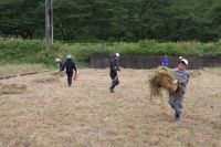 田んぼをつかった花畑刈取り作業