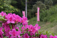 雲見高通り山はいきんぐつつじまつり