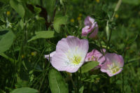 石部の棚田ツキミソウ