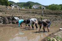石部棚田田植え祭