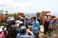 雲見高通り山はいきんぐつつじまつり
