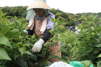桜葉収穫作業