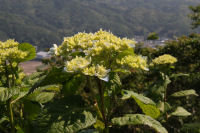 牛原山のアジサイ
