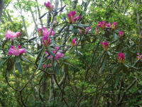 長九郎山シャクナゲ