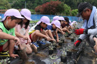 ハーブ苗の植え付け作業