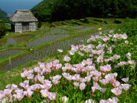石部棚田ツキミソウ