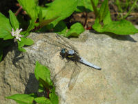 石部棚田シオカラトンボとカワトンボ