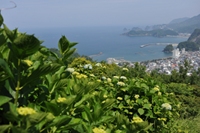 牛原山のあじさい