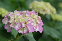 那賀バイパスのアジサイ