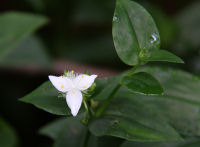 トキワツユクサ