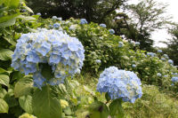 牛原山アジサイ