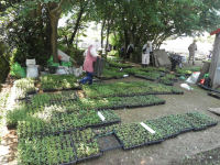 宮内苗畑仕分け作業