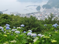 牛原山のあじさい