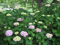 那賀バイパスのあじさい