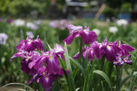 重文岩科学校前のあやめ