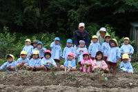 松崎幼稚園岩科園サツマイモのつるさし体験