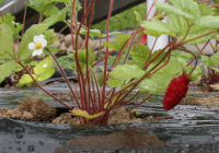 ハーブ実証栽培事業