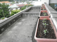 役場プランター