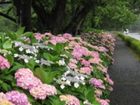 那賀バイパスのあじさい