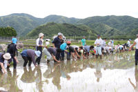 桜田地区と特別支援学校伊豆松崎分校の田植え