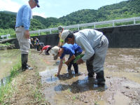 緑の少年団田植え体験