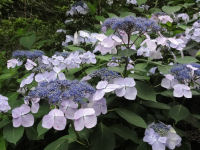 ガクアジサイ