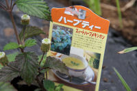 ハーブ実証栽培事業（スィートハーブメキシカン）