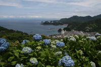 牛原山のアジサイ