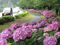 那賀バイパスのあじさい