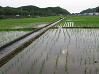 中耕地の水田