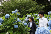 牛原山のアジサイ