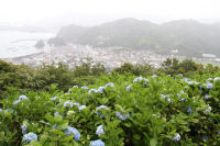 牛原山のアジサイ