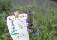 ハーブ実証栽培事業（ヒソップ）