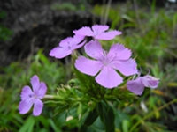 ハマナデシコの花