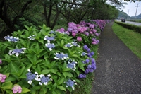 那賀バイパスのあじさい