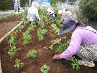 松崎町花の会作業