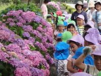 松崎幼稚園中川園「アジサイ散策」