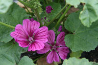 ハーブ実証栽培事業（コモンマロー）