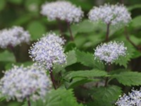 長九郎山のこあじさい