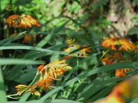 ヒメオウギスイセン