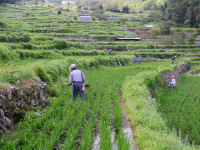 石部の棚田