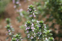 ハーブ実証栽培事業（レモンタイム）