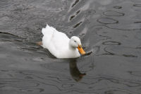 岩科川のアヒル