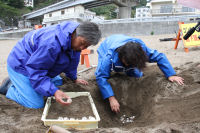 アカウミガメの卵移動