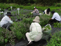 ハーブ実証栽培事業の畑で草取り