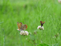 シロツメクサとベニシジミ