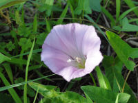 ハマヒルガオ